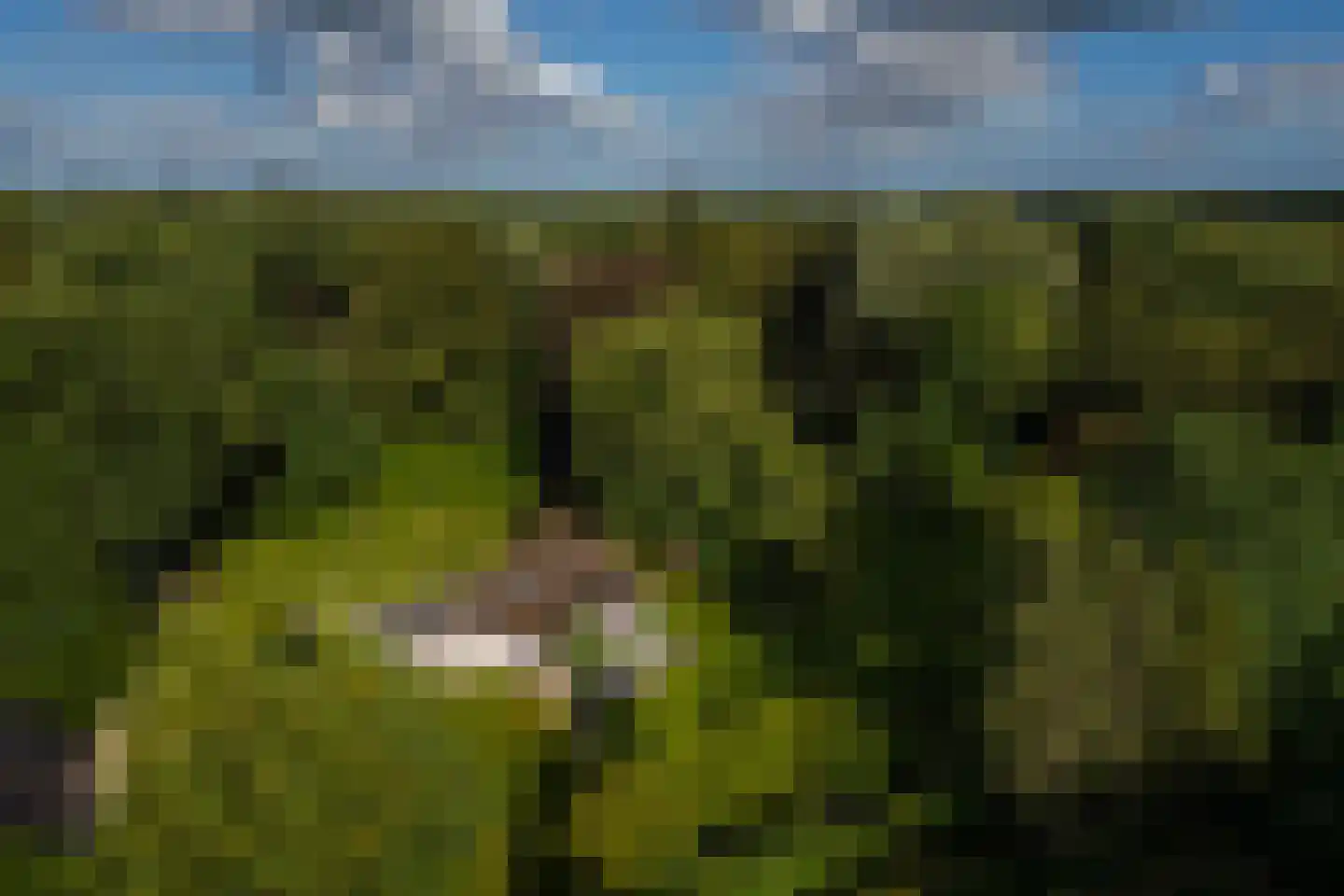 Oude Larenseweg 1 Epse thumbnail 64