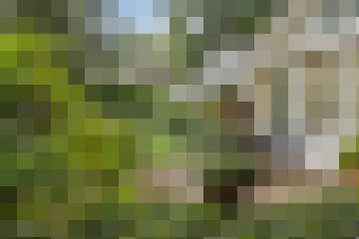 Oude Larenseweg 24 Epse thumbnail 16