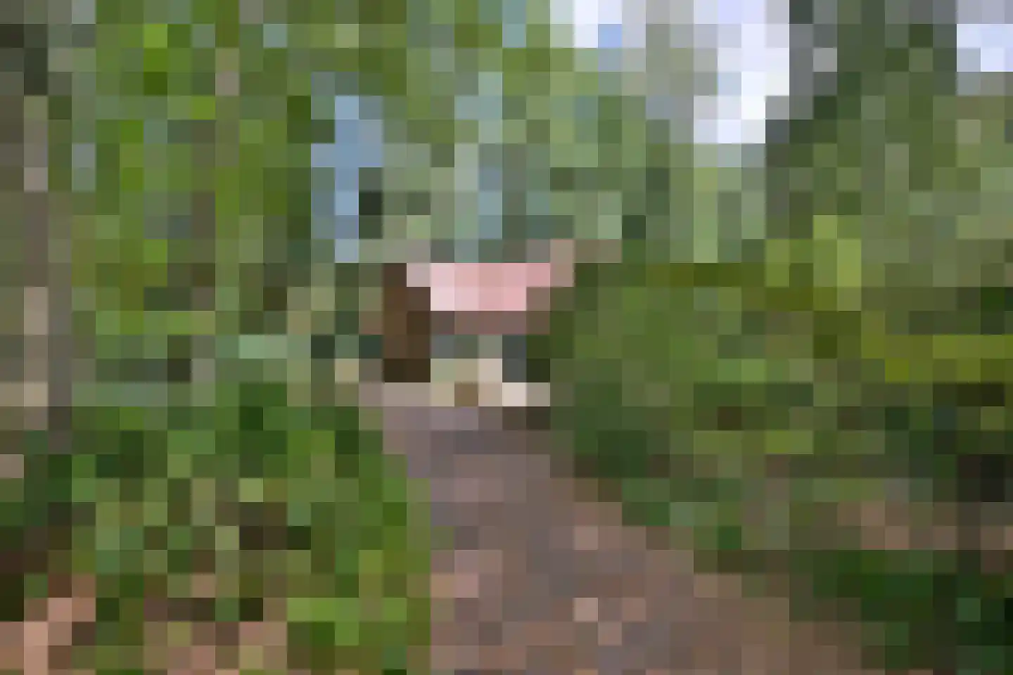 Oude Larenseweg 77 Epse thumbnail 29