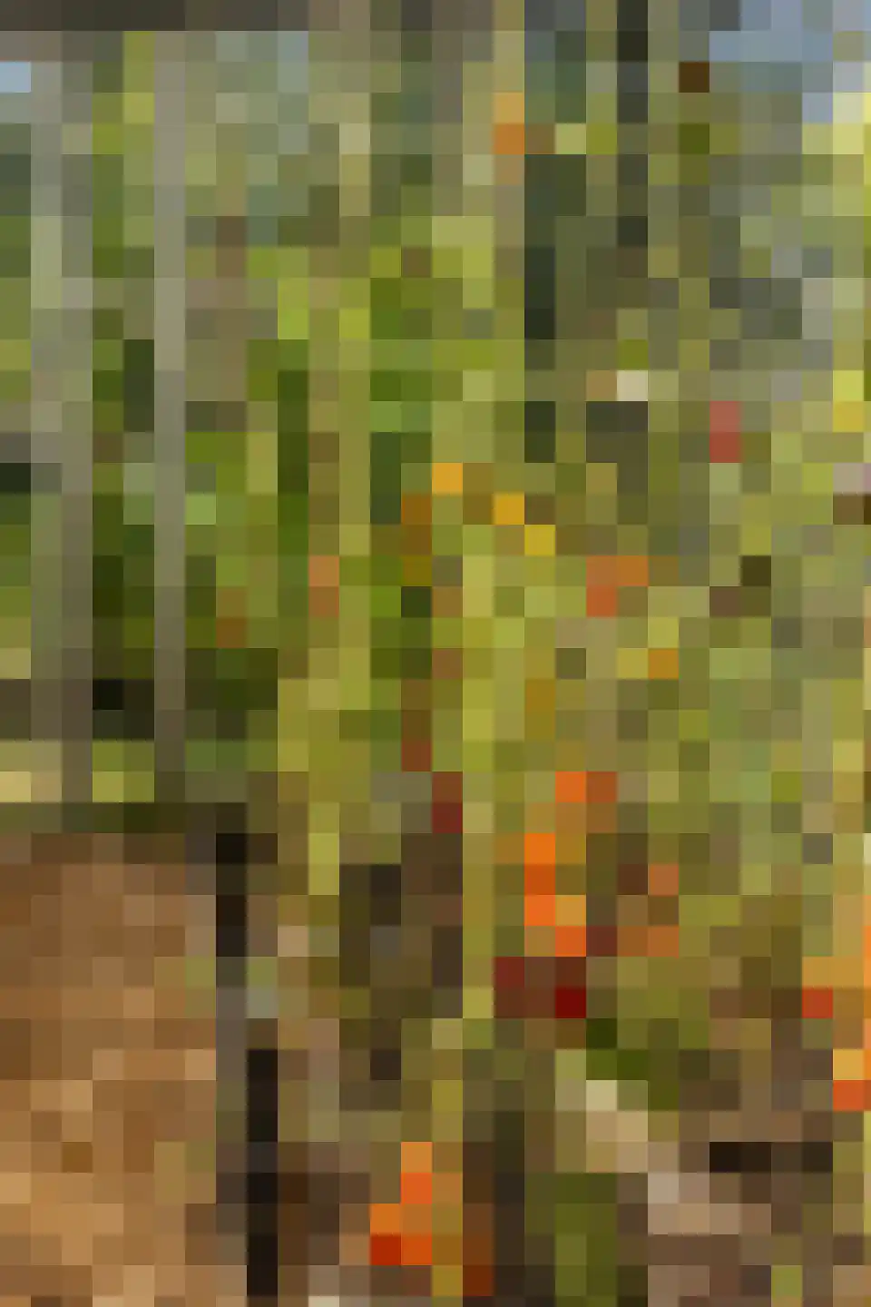Oude Lindelaan 13 Bellingwolde thumbnail 47