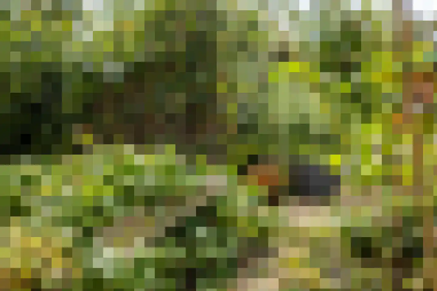 Oude Lindelaan 13 Bellingwolde thumbnail 48