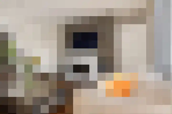 Oude Meer 58 Heythuysen thumbnail 8