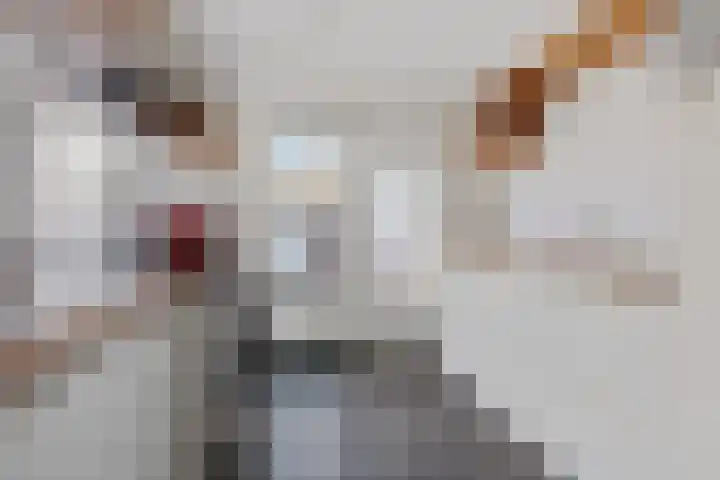 Oude Molenstraat 68 Oss thumbnail 8