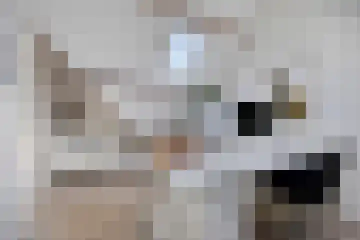 Oude Molenweg 222 Nijmegen thumbnail 37