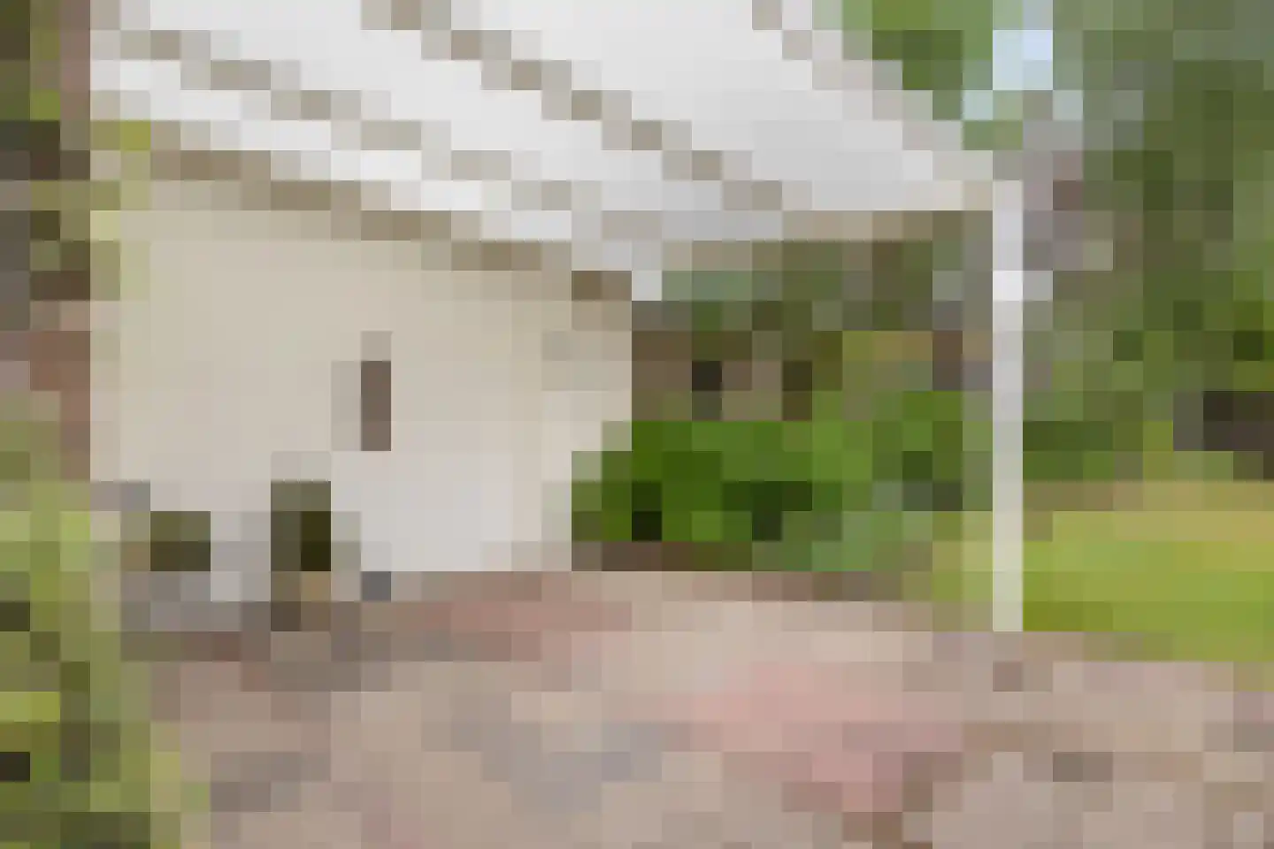 Oude Pastoriestraat 40 Maasbree thumbnail 32