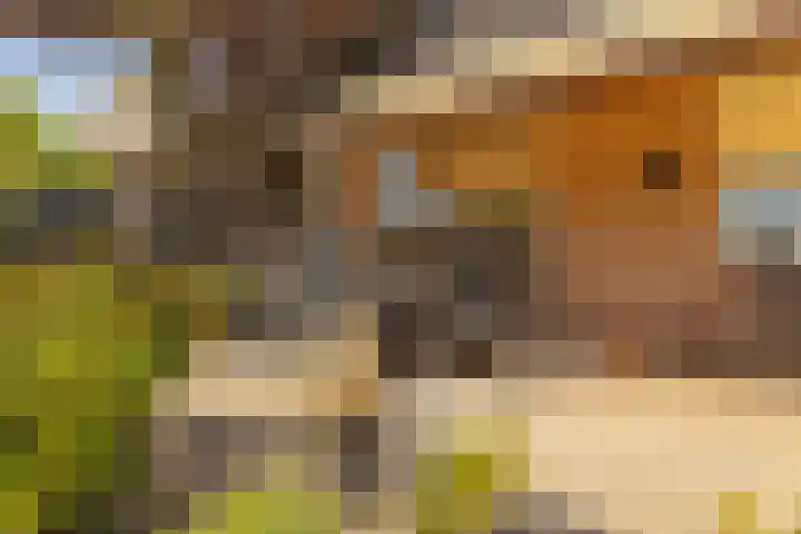 Oude Postbaan 11 Rijsbergen thumbnail 43