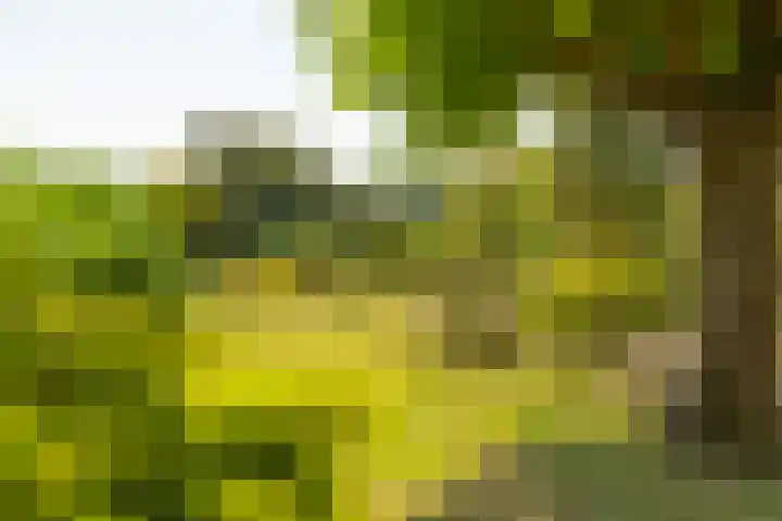 Oude Postbaan 11 Rijsbergen thumbnail 6