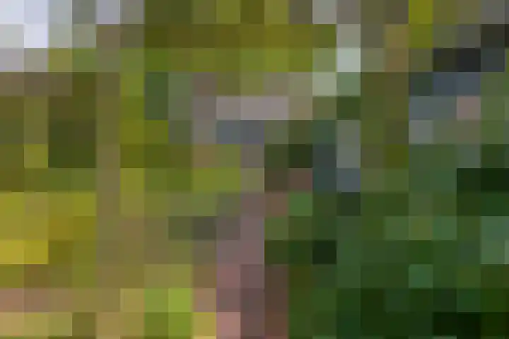 Oude Postelseweg 15 Eersel thumbnail 32