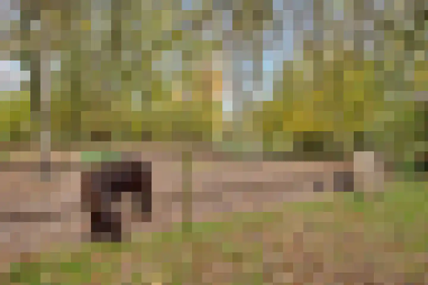 Oude Postweg 31 Ambt Delden thumbnail 21