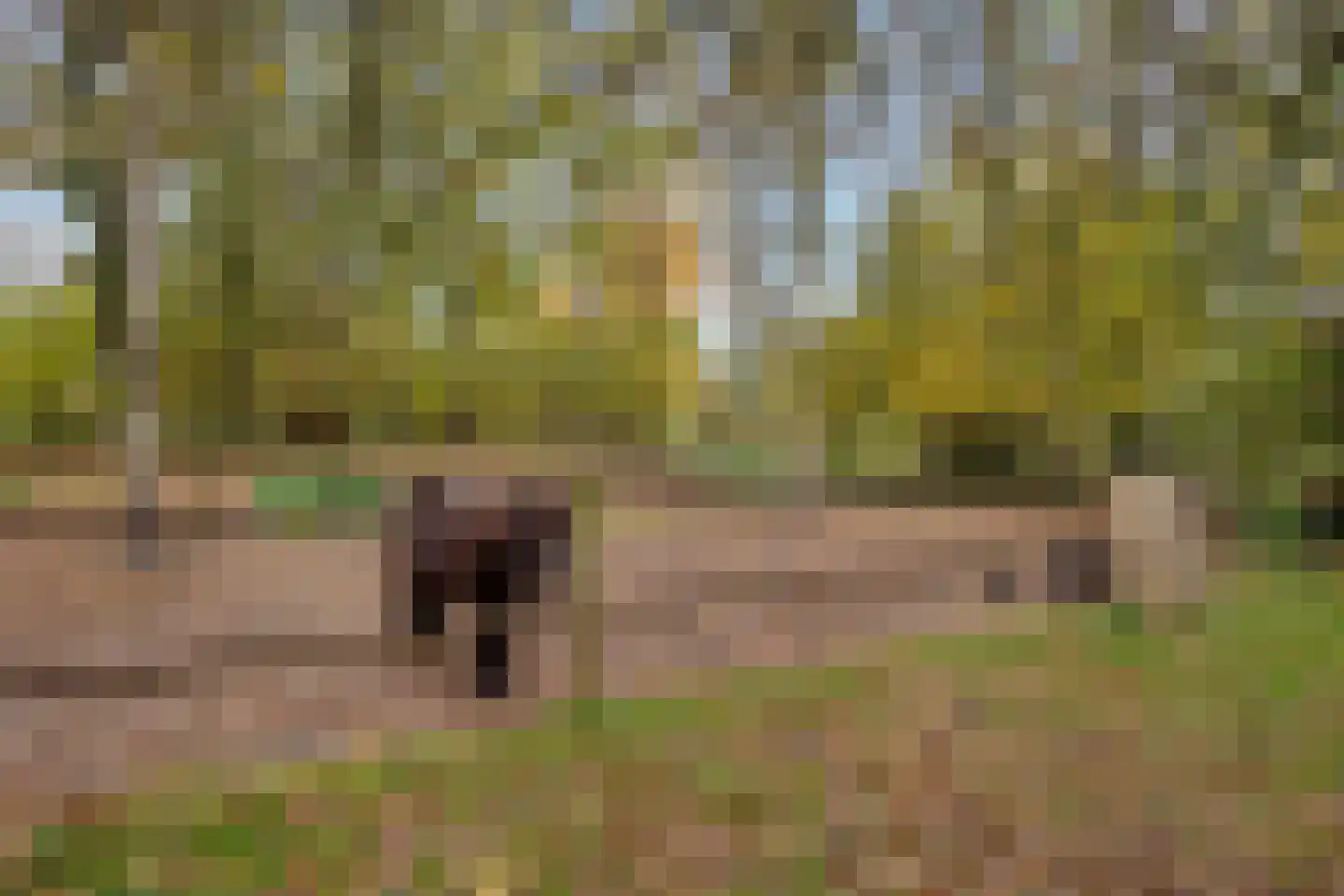 Oude Postweg 31 Ambt Delden thumbnail 61