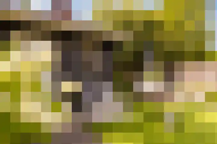 Oude Rietkamp 17 Borne thumbnail 41