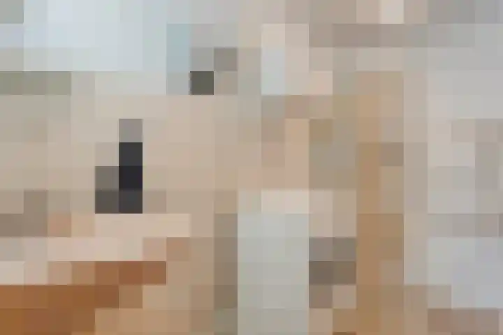 Oude Rijksweg 287 Rouveen thumbnail 17