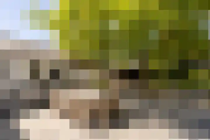 Oude Rijksweg 36 Helvoirt thumbnail 60