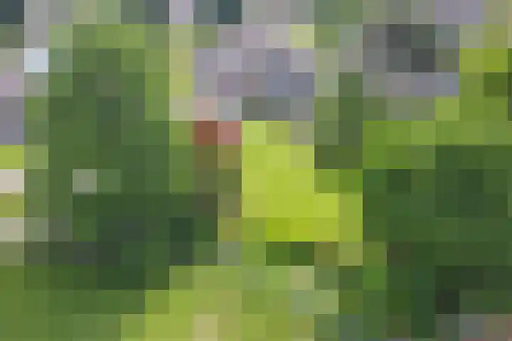 Oude Rijksweg Zuid 14 Susteren thumbnail 61