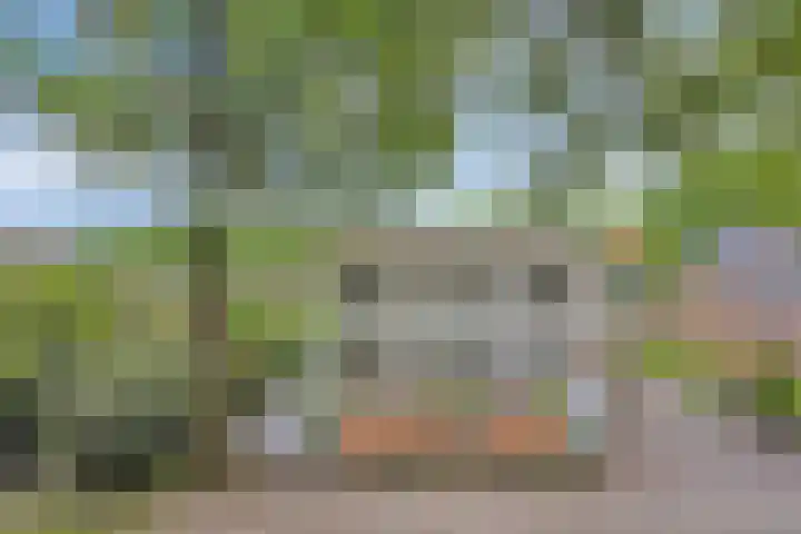 Oude Rips 4 De Rips thumbnail 10