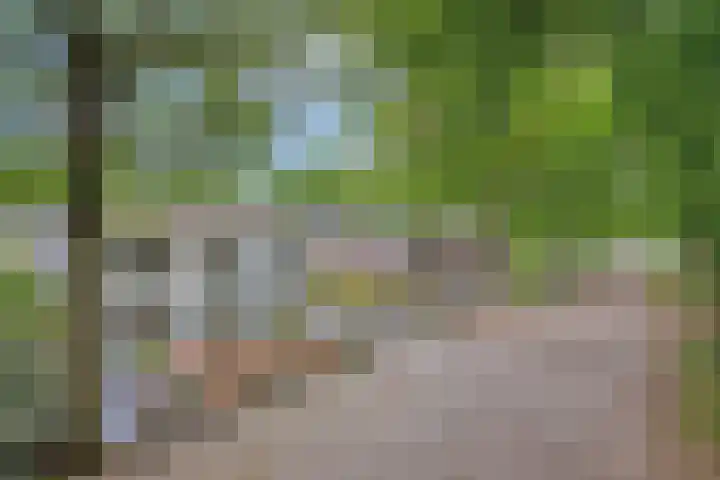 Oude Rips 4 De Rips thumbnail 11