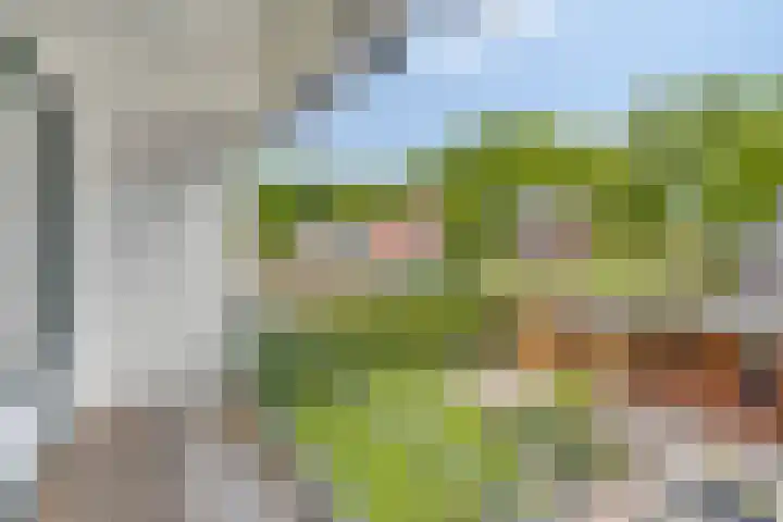 Oude Rips 4 De Rips thumbnail 24