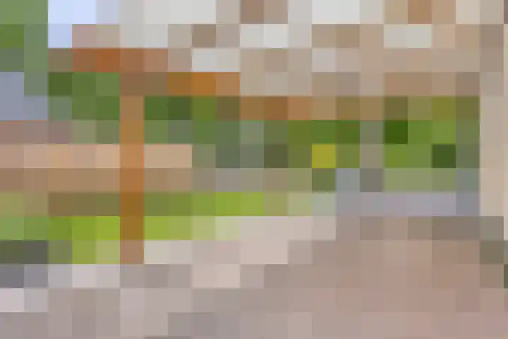 Oude Rips 4 De Rips thumbnail 37