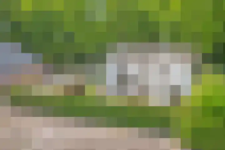 Oude Rips 4 De Rips thumbnail 38
