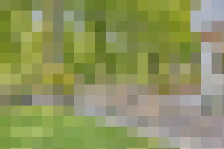 Oude Rips 4 De Rips thumbnail 39