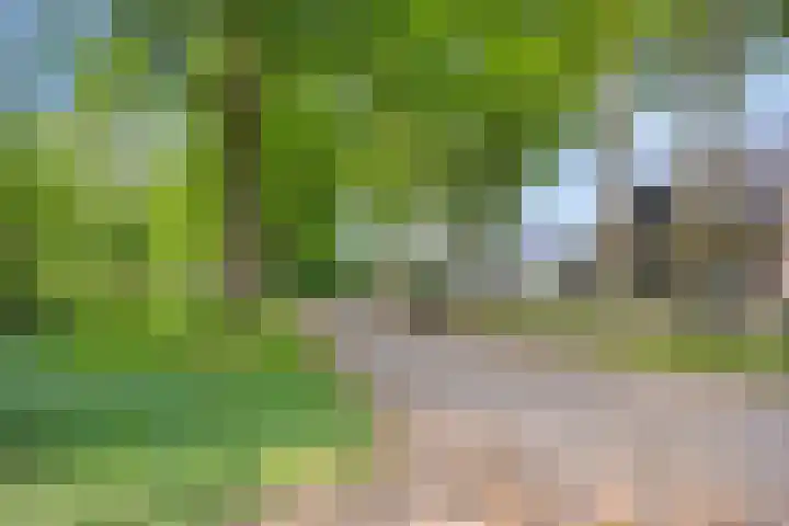 Oude Rips 4 De Rips thumbnail 42