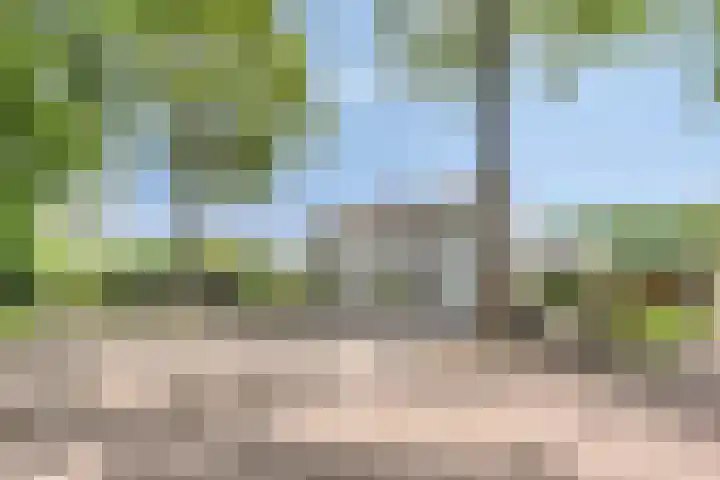 Oude Rips 4 De Rips thumbnail 7