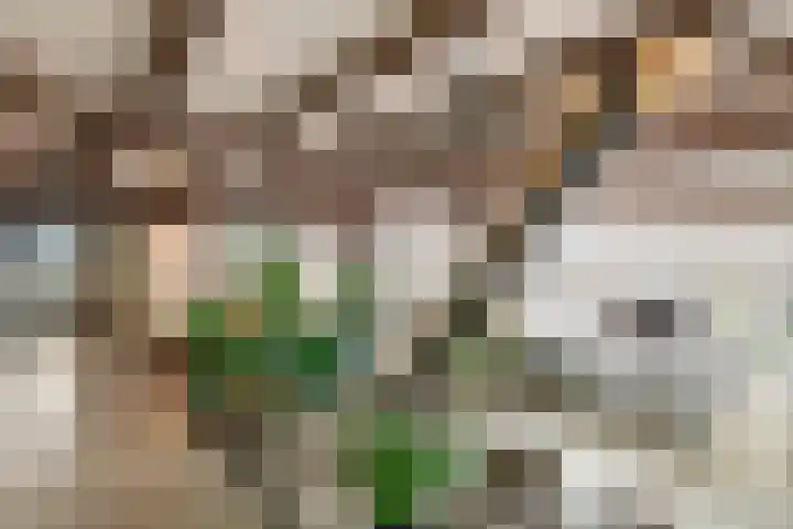 Oude Schaarsestraat 1 Bergharen thumbnail 41
