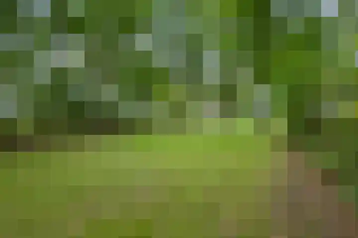 Oude Schaarsestraat 1 Bergharen thumbnail 50