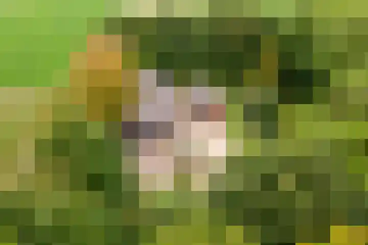 Oude Schaarsestraat 1 Bergharen thumbnail 6