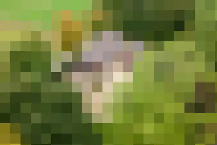 Oude Schaarsestraat 1 Bergharen thumbnail 61