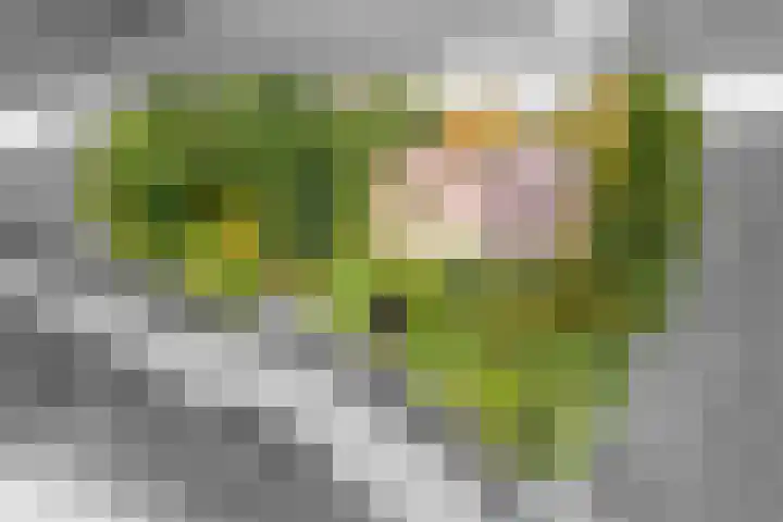 Oude Schaarsestraat 1 Bergharen thumbnail 62