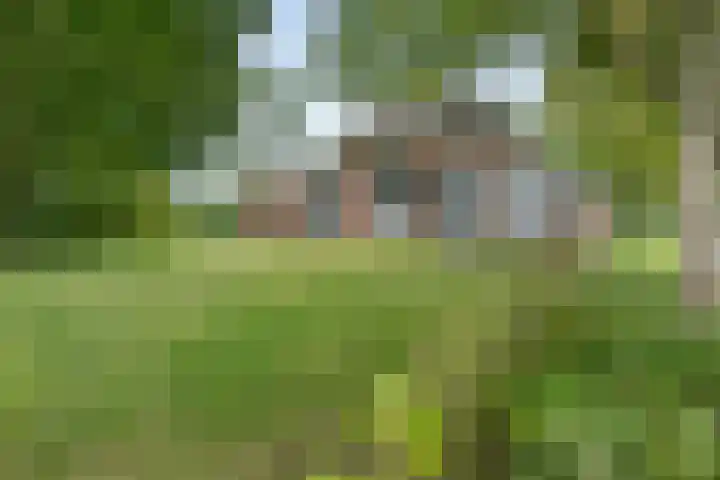 Oude Schaarsestraat 1 Bergharen thumbnail 7