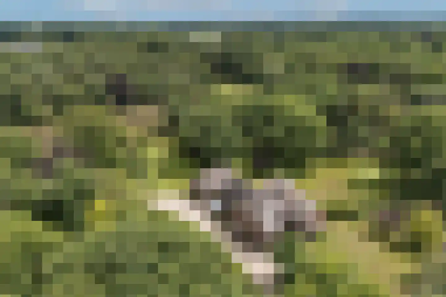 Oude Tolweg 3 Wierden thumbnail 4
