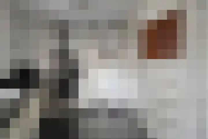 Oude Veerweg 56 Zwolle thumbnail 20