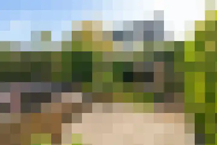 Oude Veiling 38 Den Hoorn thumbnail 13