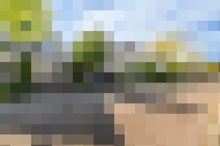 Oude Veiling 38 Den Hoorn thumbnail 5