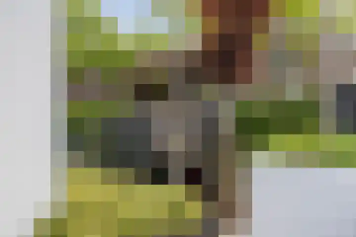 Oude Veldjes 7 Twello thumbnail 46