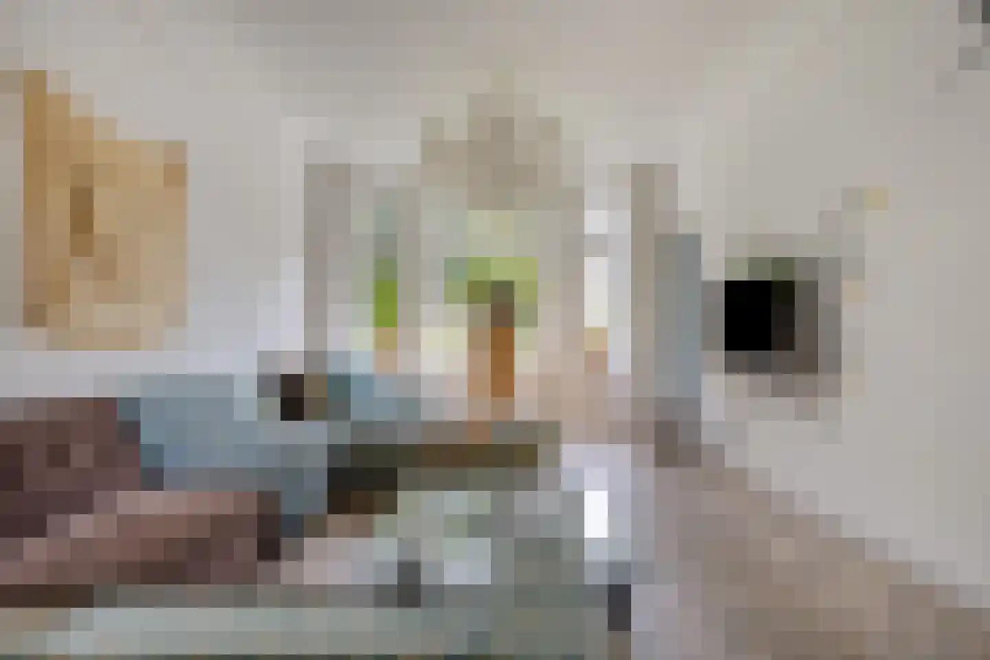 Oude Velperweg 43 Arnhem thumbnail 5