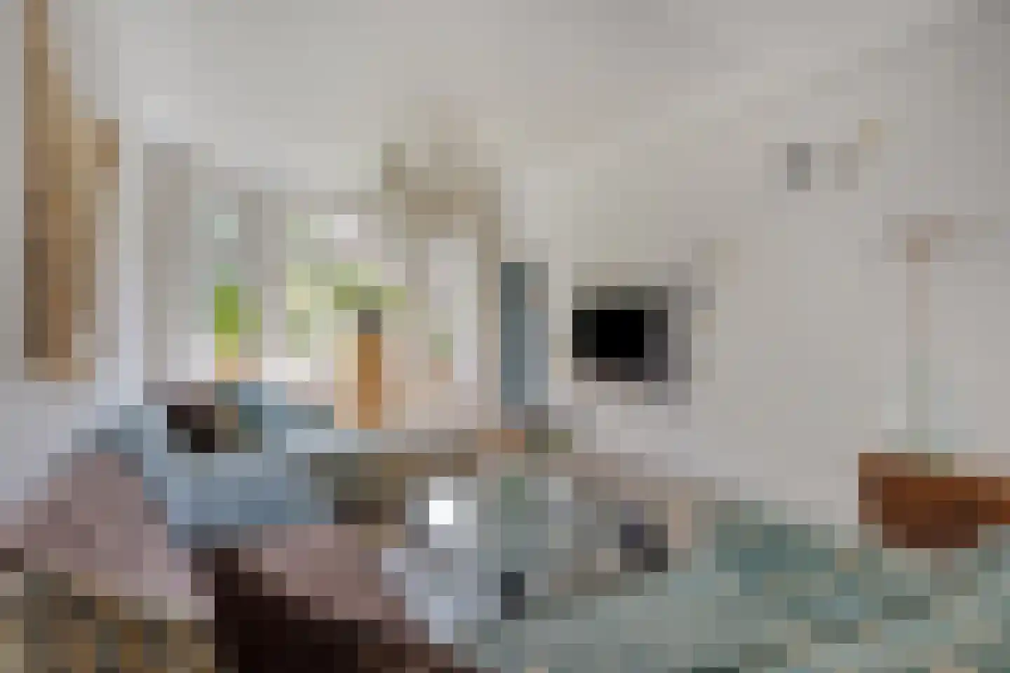 Oude Velperweg 43 Arnhem thumbnail 7
