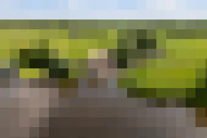 Oude Venen 29 Warten thumbnail 56