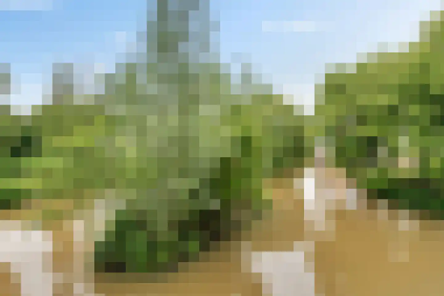 Oude Vlijmenseweg 267 's-Hertogenbosch thumbnail 35
