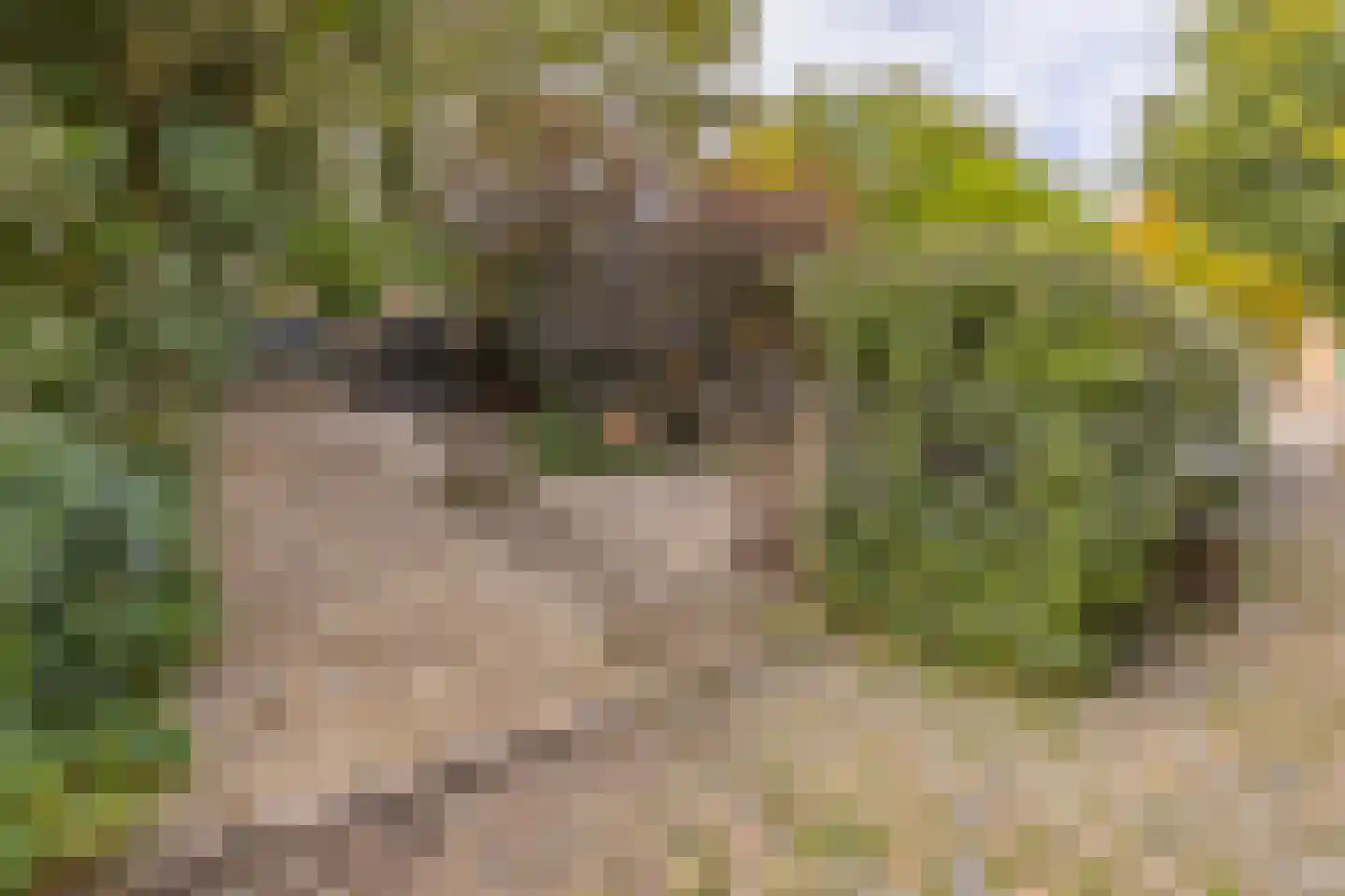 Oude Wacht 2 Veere thumbnail 26