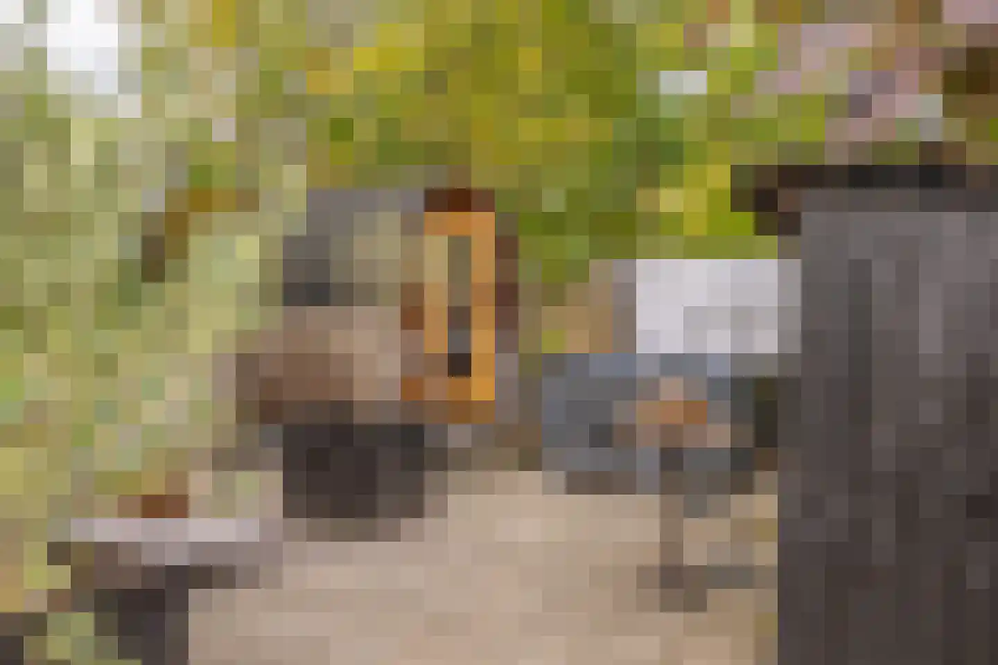 Oude Wacht 2 Veere thumbnail 30