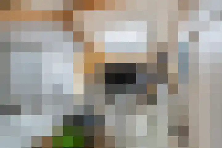 Oude Werf 14 Tholen thumbnail 46