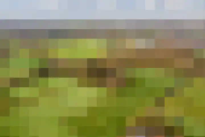 Oude wijk 5 Noordscheschut thumbnail 67