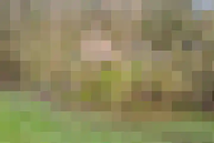 Oude wijk 5 Noordscheschut thumbnail 68