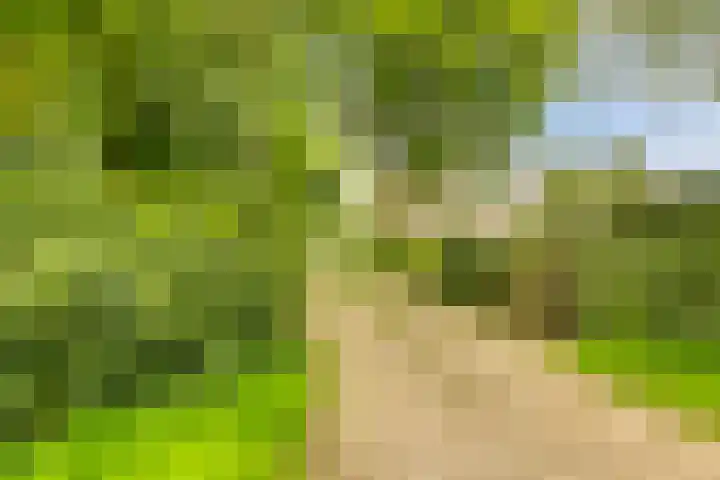 Oude Zutphenseweg 11 Hoog-Keppel thumbnail 10