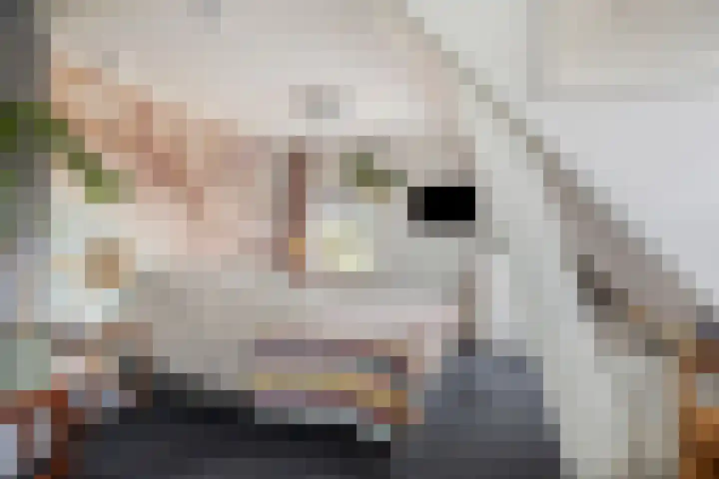 Oude Zwolseweg 65 Wenum Wiesel thumbnail 23
