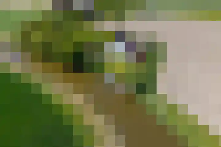 Oudedijksterweg 6 Eenrum thumbnail 5
