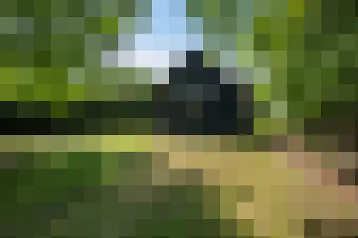 Oudeland 6 Tholen thumbnail 38
